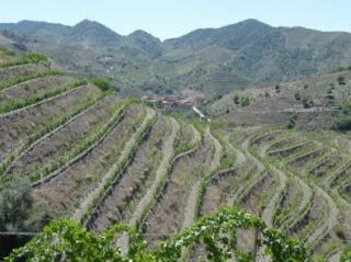  Visit our vineyards and terroirs 